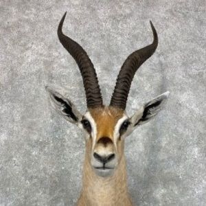 Meet your Posher, Giselle